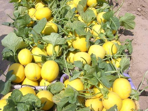 甜瓜爆料炮台视频大全,揭秘热门游戏幕后精彩瞬间 第2张 甜瓜爆料炮台视频大全,揭秘热门游戏幕后精彩瞬间 第2张