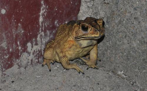 喷水蛙吃瓜视频大全免费观看,免费观看视频大全集锦